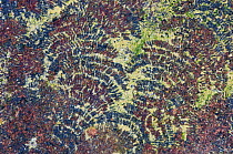 Feeding marks on rock left by limpets {Patella sp.}, Angus, Scotland, UK