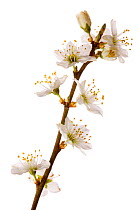 Blackthorn blossom {Prunus spinosa}, Angus, Scotland, UK meetyourneighbours.net project