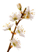 Blackthorn blossom {Prunus spinosa}, Angus, Scotland, UK meetyourneighbours.net project