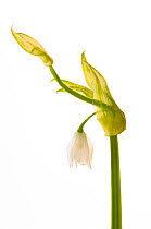 Few flowered leek {Allium paradoxum}, Angus, Scotland, UK meetyourneighbours.net project