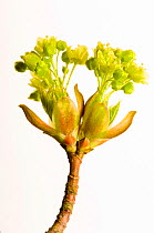 Norwegian maple tree flowers {Acer platanoides}, Angus, Scotland, UK meetyourneighbours.net project