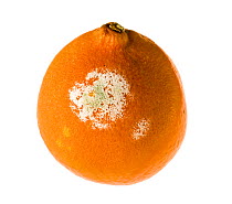 Orange {Citrus sp.} with mould growing on it, UK