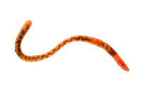 Earthworm {Lumbricus terrestris}, Angus, Scotland, UK meetyourneighbours.net project