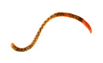 Earthworm {Lumbricus terrestris}, Angus, Scotland, UK