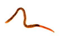Earthworm {Lumbricus terrestris}, Angus, Scotland, UK meetyourneighbours.net project