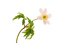 Wood anemone flower {Anemone nemorsa}, Angus, Scotland, UK meetyourneighbours.net project