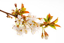 Wild / Sweet cherry {Prunus avium}  in bloom, Angus, Scotland, UK meetyourneighbours.net project