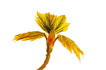 Bursting sycamore buds {Acer pseudoplatanus}, Angus, Scotland, UK meetyourneighbours.net project