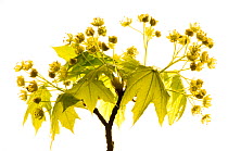 Norwegian maple tree flowers {Acer platanoides}, April, Angus, Scotland, UK meetyourneighbours.net project