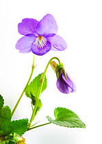 Common dog violet {Viola riviniana}, April, Angus, Scotland, UK meetyourneighbours.net project