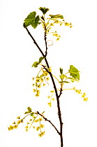 Wild blackcurrant {Ribes nigrum} in flower, April, Angus, Scotland, UK meetyourneighbours.net project