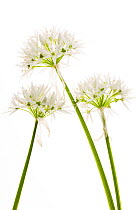 Ramsons / Wild garlic {Allium ursinum} in flower, April, Angus, Scotland, UK meetyourneighbours.net project