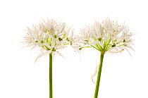 Ramsons / Wild garlic {Allium ursinum} in flower, April, Angus, Scotland, UK meetyourneighbours.net project