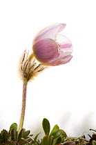 Pale / Spring pasque flower {Pulsatilla vernalis} in bloom, May, Trndelag, Norway