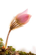 Pale / Spring pasque flower {Pulsatilla vernalis} in bloom,  Trndelag, Norway