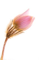 Pale / Spring pasque flower {Pulsatilla vernalis} in bloom, May, Trndelag, Norway,