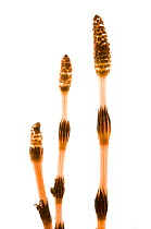 Three male Common horsetails {Equisetum arvense}, May, Mre og Romsdal, Norway,  meetyourneighbours.net project