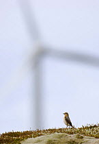 Female wheatear {Oenanthe oenanthe} with wind turbine in distance, May, Smla, Mre og Romsdal, Norway