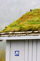 Oystercatcher {Haematopus ostralegus} nesting on the turf roof of an out-house, May, Norway