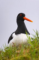 Oystercatcher {Haematopus ostralegus} on the turf roof of an out-house, May, Norway