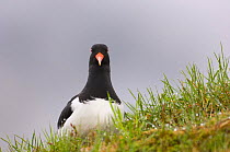 Oystercatcher {Haematopus ostralegus} on the turf roof of an out-house, May, Norway