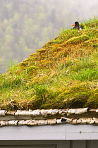 Oystercatcher {Haematopus ostralegus} nesting on the turf roof of an out-house, May, Norway