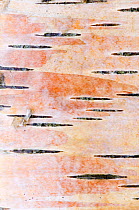Detail of silver birch bark {Betula verrucosa}, May, Songli, Sr-Trndelag, Norway