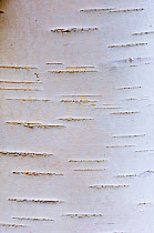 Detail of silver birch bark {Betula verrucosa}, May, Songli, Sr-Trndelag, Norway