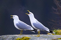 Common gull {Larus canus} pair vocalising, May, Songli, Sr-Trndelag, Norway