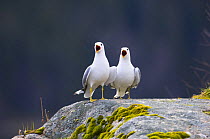 Common gull {Larus canus} pair vocalising, May, Songli, Sr-Trndelag, Norway (This image may be licensed either as rights managed or royalty free.)
