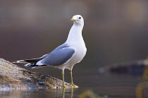 Common gull {Larus canus}, May, Songli, Sr-Trndelag, Norway