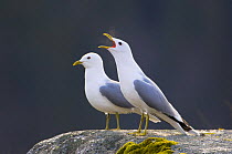 Common gull {Larus canus} pair vocalising, May, Songli, Sr-Trndelag, Norway
