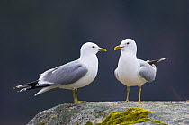 Common gull {Larus canus} pair, May, Songli, Sr-Trndelag, Norway