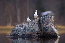 Common gulls {Larus canus} warning off intruder, May, Trnelag, Norway