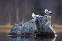 Two Common gulls {Larus canus} perched on rock in a lake, May, Trnelag, Norway