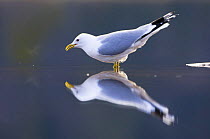 Common gull {Larus canus} about to drink, May, Trnelag, Norway