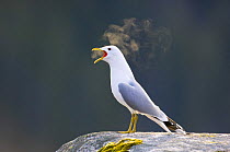 Common gull {Larus canus} vocalising, early morning, May, Trnelag, Norway