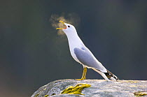 Common gull {Larus canus} vocalising, morning, May, Trnelag, Norway