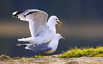 Common gulls {Larus canus} mating, May, Trnelag, Norway