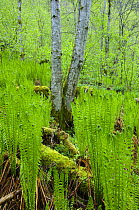 Ostrich plume fern {Matteuccia struthiopteris} in a  scree forest, May, Hordaland, Norway