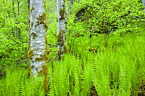 Ostrich plume fern {Matteuccia struthiopteris} in a scree forest, May, Hordaland, Norway (This image may be licensed either as rights managed or royalty free.)