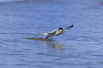 Arctic Tern (Sterna paradisaea) flying up from water with Sandeel fish prey, Wales, UK, 2006