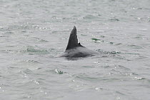Dorsal fin of Bottlenosed dolphin (Tursiops truncatus) showing damage caused by a propeller, Cardigan Bay, Wales, July 2007