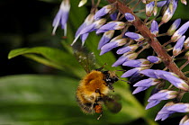 Bumble bee (Bombus terrestris) flying to flower with full pollen sacs, UK, 2007