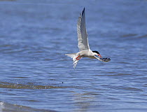 Common Tern (Sterna hirundo) in flight catching Sandeel, Wales, UK 2006