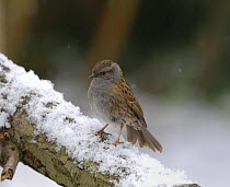 Dunnock (Prunella modularis) on a branch in the snow, UK, 2007
