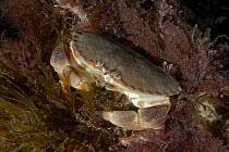 Edible Crab (Cancer pagurus) Wales, UK 2007