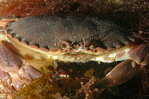 Edible Crab (Cancer pagurus) Wales, UK 2007