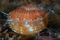 Juvenile Giant scallop (Pecten maximus) showing tentacles and eyes, Cardigan Bay, Wales, UK 2007