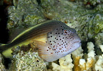 Freckled hawkfish (Paracirrhites forsteri) Red Sea, Egypt, 2006
